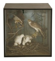 Lot 358 - Taxidermy: a pair of Sparrow hawks and chicks