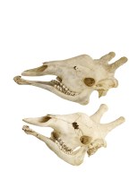 Lot 226 - A pair of giraffe skulls