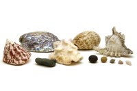 Lot 188 - A large quantity of various sea shells