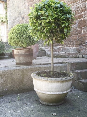Lot 543 - A large composition planter and bay tree