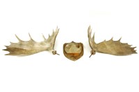 Lot 520 - A pair of moose horns