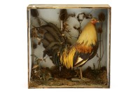 Lot 488 - A Victorian stuffed and mounted cockerel