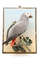 Lot 363 - A Victorian stuffed and mounted African grey parrot