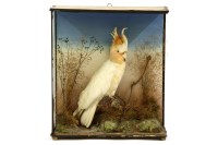 Lot 487 - A Victorian stuffed and mounted cockatoo