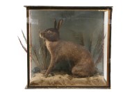 Lot 498 - A stuffed and mounted brown rabbit