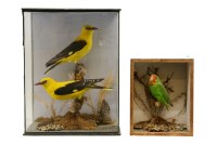 Lot 366 - A pair of stuffed and mounted golden oriole