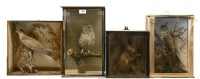 Lot 398 - Four Victorian stuffed and mounted birds