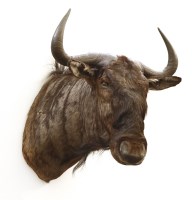 Lot 482 - A taxidermy wildebeest head and neck mount