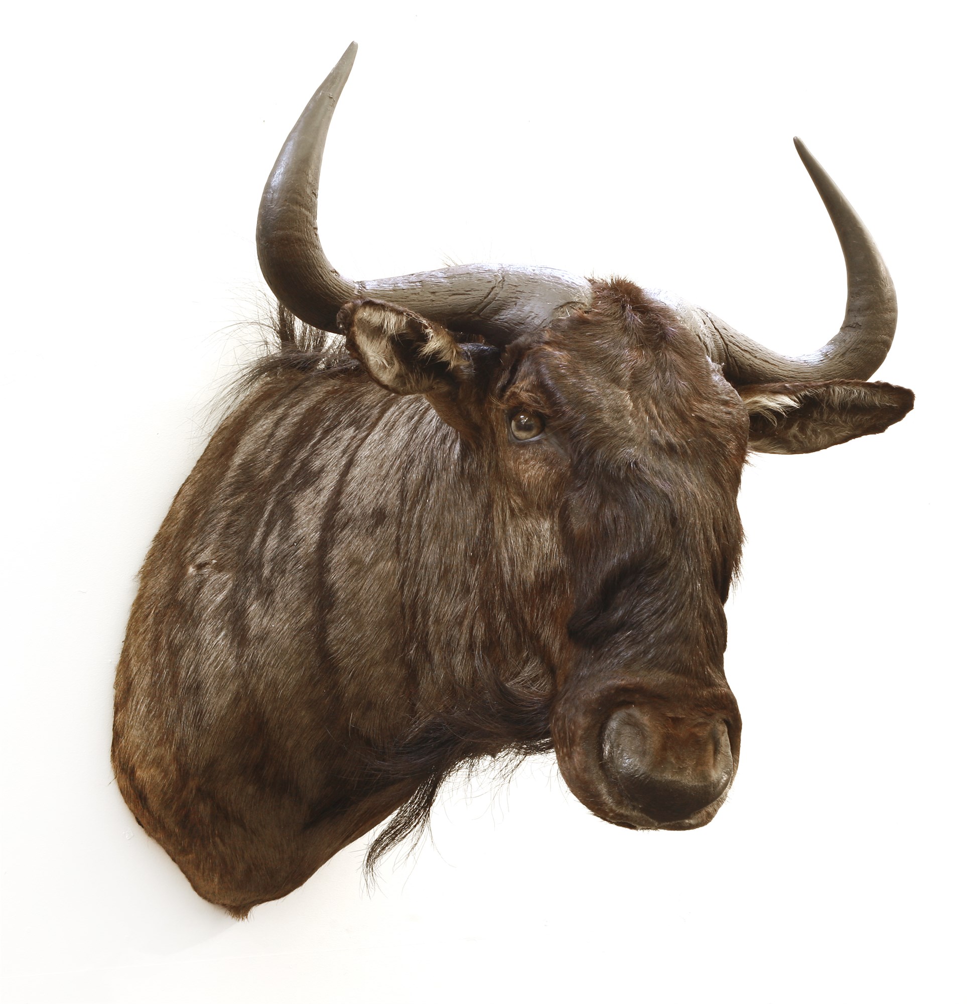 wildebeest head