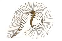 Lot 487 - A bronzed metal appliqué of a peacock