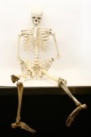Lot 551 - A composite anatomical full skeleton