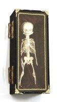 Lot 242 - A CHILD'S SKELETON IN A COFFIN