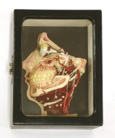Lot 333 - A WAX DISSECTED HEAD