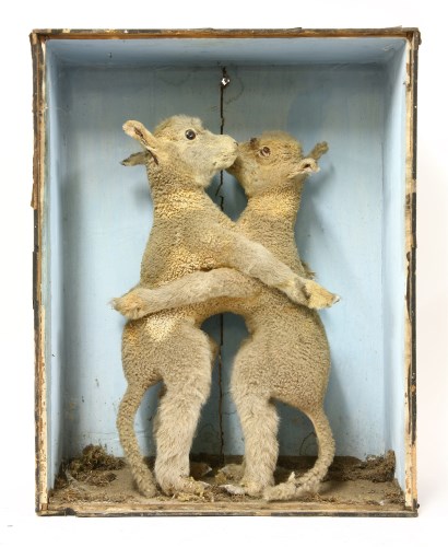 Lot 97 - A PAIR OF CONJOINED LAMBS