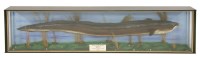 Lot 74 - EEL RECORD
a large taxidermy British record eel conger