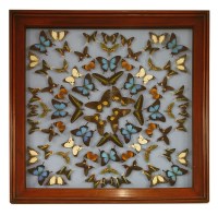 Lot 81 - TROPICAL BUTTERFLIES