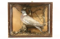 Lot 248 - A Victorian taxidermy wood pigeon