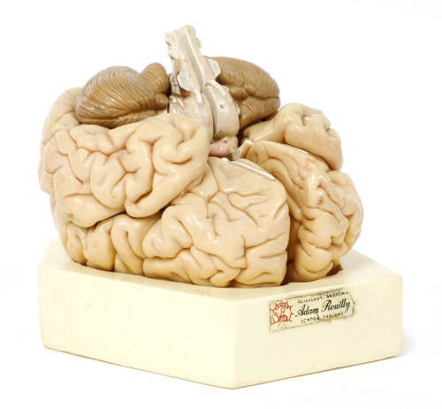 Lot 348 - ADAM ROUILLY BRAIN MODEL