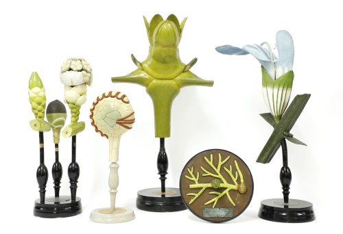Lot 353 - BOTANICAL DIDACTIC MODELS
