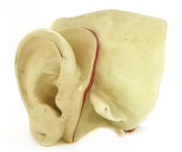 Lot 366 - A LARGE PLASTER MODEL OF AN EAR
