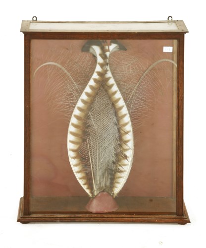 Lot 359 - A LYRE BIRD FEATHER