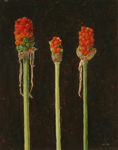 Lot 114 - Carolyn Sergeant (1937-2018)
CUCKOO PINT
Signed with initials and dated '96 l.r.