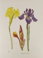 Lot 13 - Dame Elizabeth Blackadder RA RSA (b.1931)
IRISES
Lithograph printed in colours