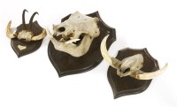 Lot 301 - A taxidermy warthog skull mount
