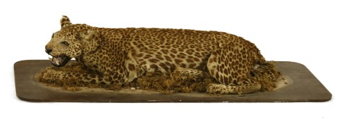 Lot 940 - A taxidermy leopard