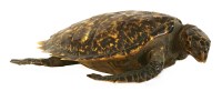 Lot 175 - A taxidermy specimen of an hawksbill turtle