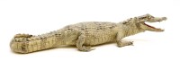 Lot 275 - A late 19th to early 20th Century taxidermy study of a baby crocodile