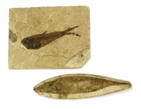 Lot 309 - Two fossilised fish specimens
