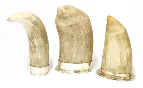 Lot 150 - Three whale tusks