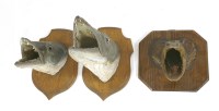 Lot 306 - Taxidermy: Two mounted barracuda heads