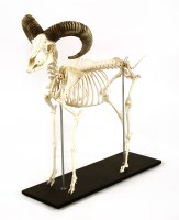 Lot 814 - An articulated skeleton of a ram