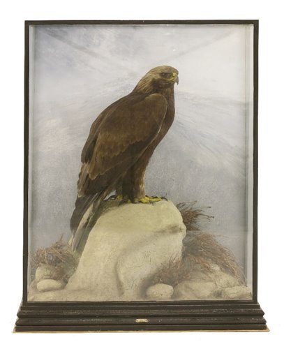 Lot 229 - Taxidermy: A golden eagle