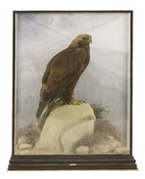Lot 229 - Taxidermy: A golden eagle