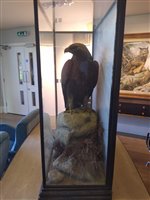 Lot 229 - Taxidermy: A golden eagle