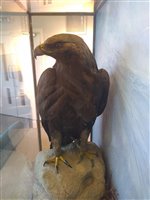 Lot 229 - Taxidermy: A golden eagle