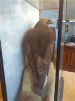 Lot 229 - Taxidermy: A golden eagle