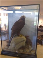 Lot 229 - Taxidermy: A golden eagle