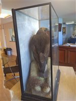 Lot 229 - Taxidermy: A golden eagle