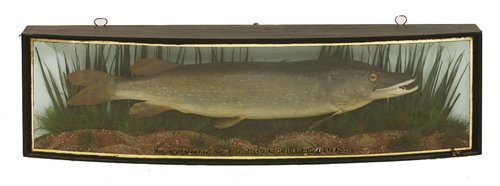 Lot 67 - Taxidermy: A mounted pike