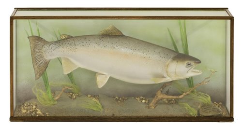 Lot 72 - Taxidermy: A mounted salmon trout