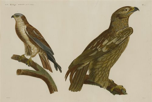 Lot 221 - Louis Boughet (1765-1814) after Jaques Barraband (1767-1809)