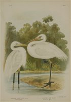 Lot 221 - Louis Boughet (1765-1814) after Jaques Barraband (1767-1809)