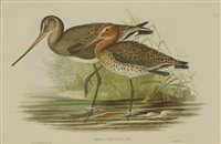 Lot 221 - Louis Boughet (1765-1814) after Jaques Barraband (1767-1809)