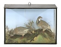 Lot 235 - Taxidermy: two red-legged partridges by B Hesse