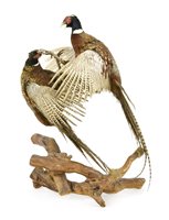 Lot 199 - Taxidermy: two fighting pheasants