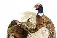 Lot 199 - Taxidermy: two fighting pheasants